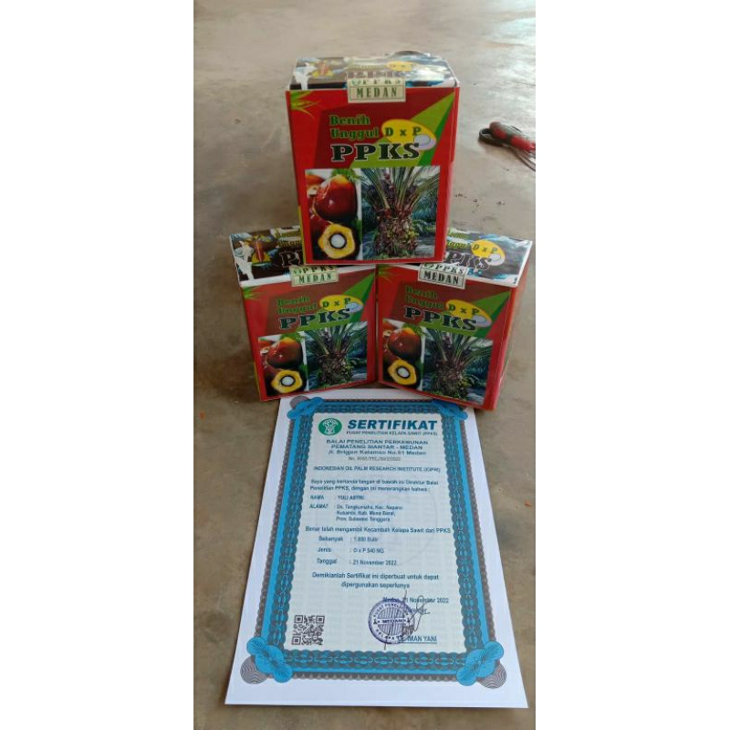 kecambah sawit ppks