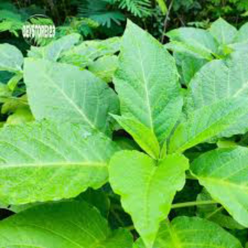 

daun kecubung segar 1kg