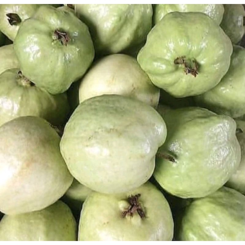 Jambu kristal | Jambu batu | jambu batu manis | jambu kristal bandung | jambu lokal | jambu batu