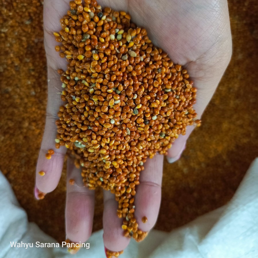 PAKAN BURUNG MILET MERAH JEWAWUT SUPER 1KG