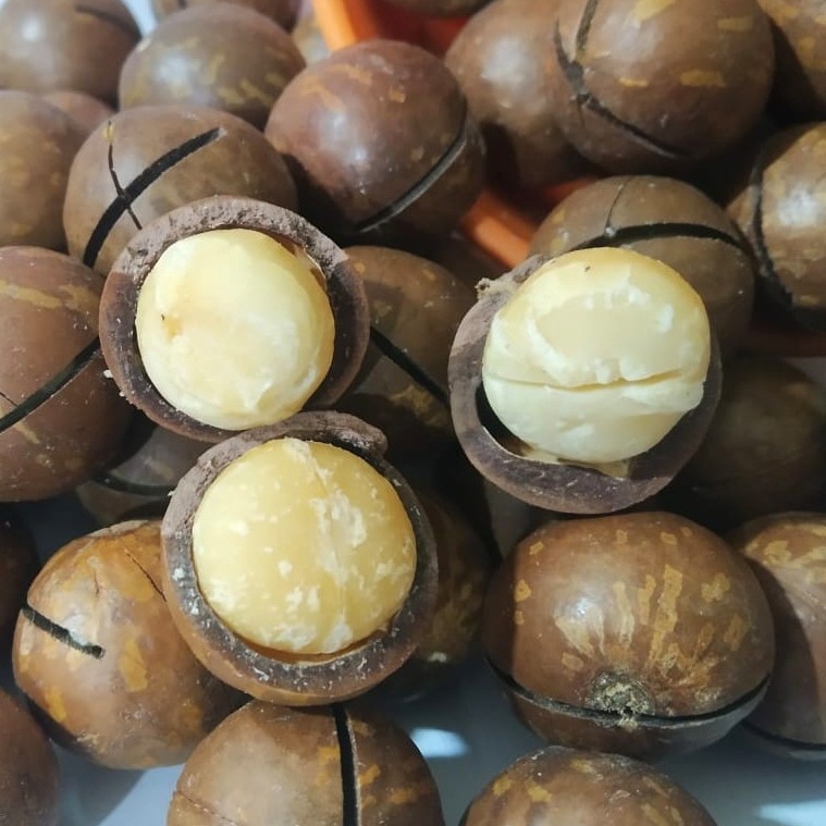 

KACANG MACADAMIA PANGGANG ADA KULIT 250GRAM