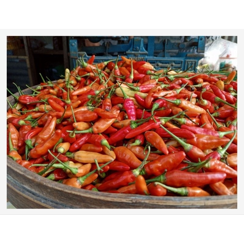 

KIRIM INSTAN cabe rawit merah segar 100 gram