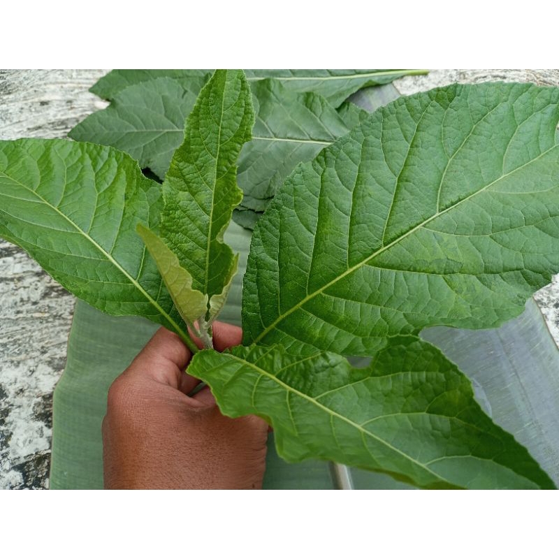 

DAU SAMBUNG NYAWA/ Obat Herbal DaunSambung nyawa 6 Lembar