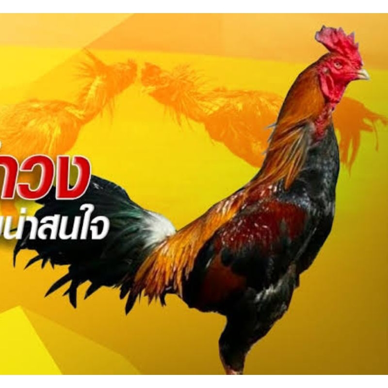 

Telur fertil ayam pama import