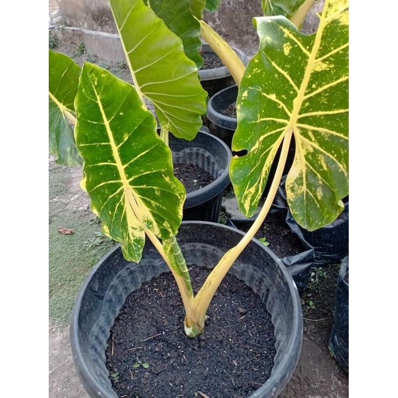 Tanaman sente new golden varigata gold /sente gold siap tanam