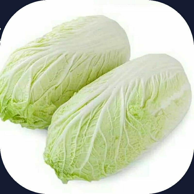 

Sawi Putih segar Siap untuk di masak