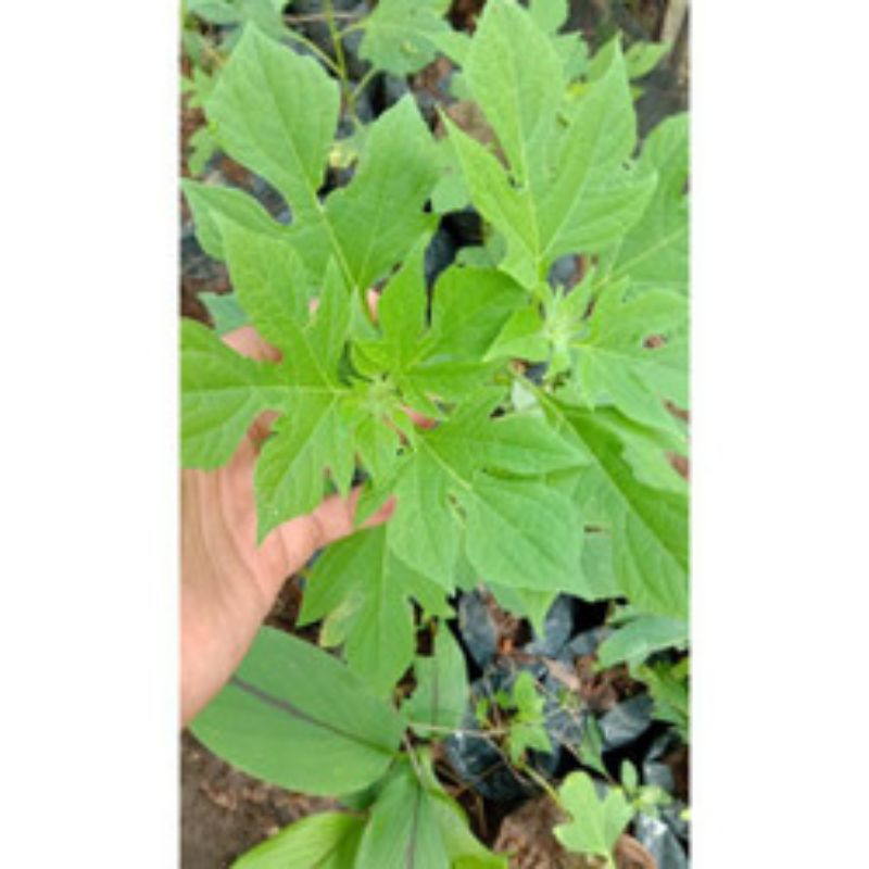 BIBIT POHON INSULIN/KIPAIT