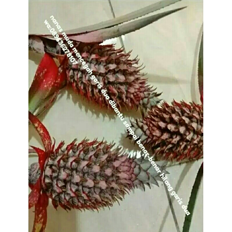 

nanas muda pencegah garis dua