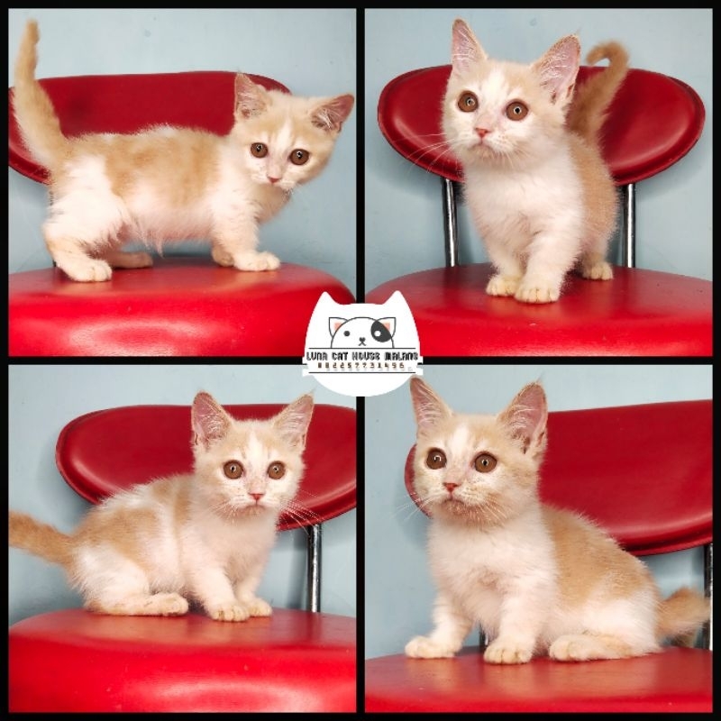 munchkin gaelic straight