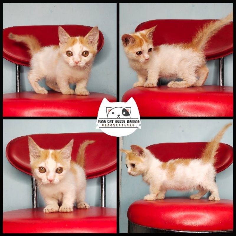 kucing munchkin gaelic straight