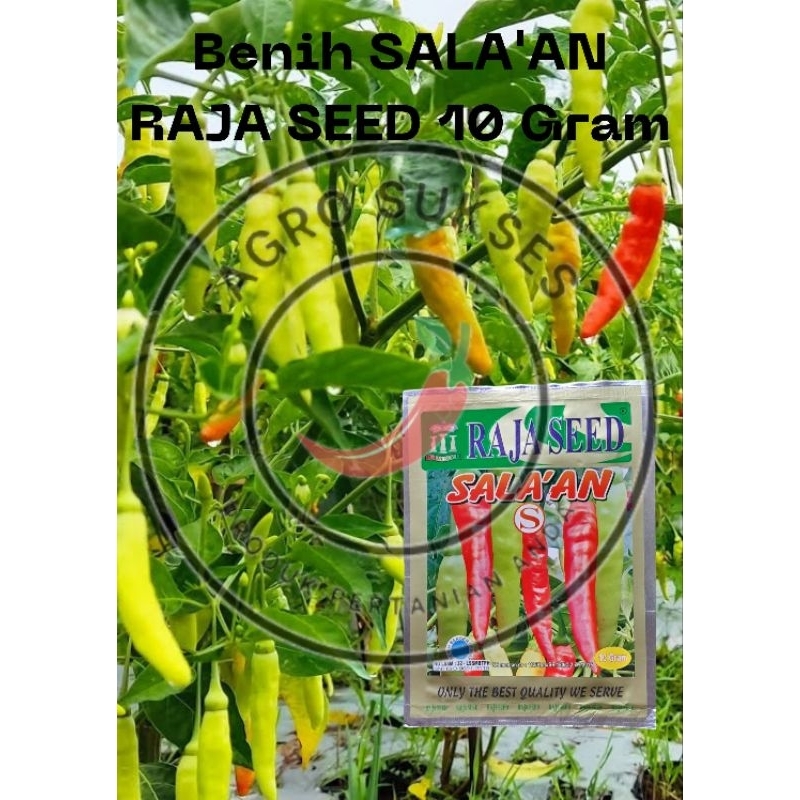 Benih | Bibit | Biji Cabai Rawit Merah SALA'AN by RAJA SEED 10 gram