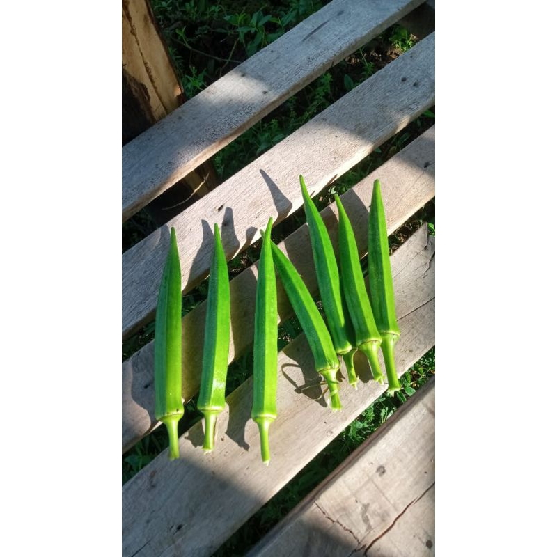 

Okra Hijau Fresh 250g petik dari Kebun / Kacang Bendi / Ladies Finger