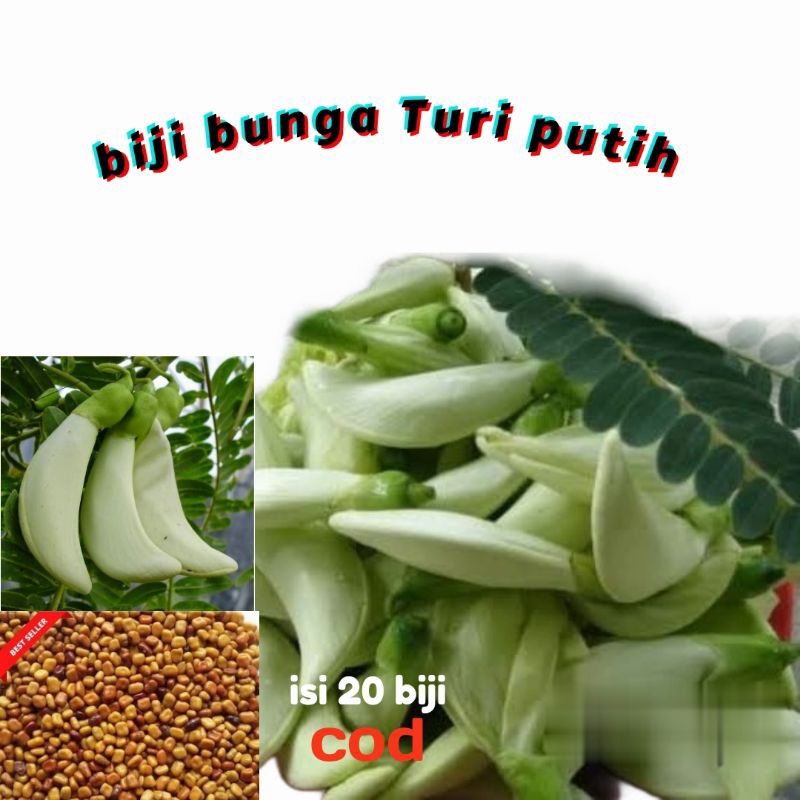 BIJI BUNGA TURI PUTIH