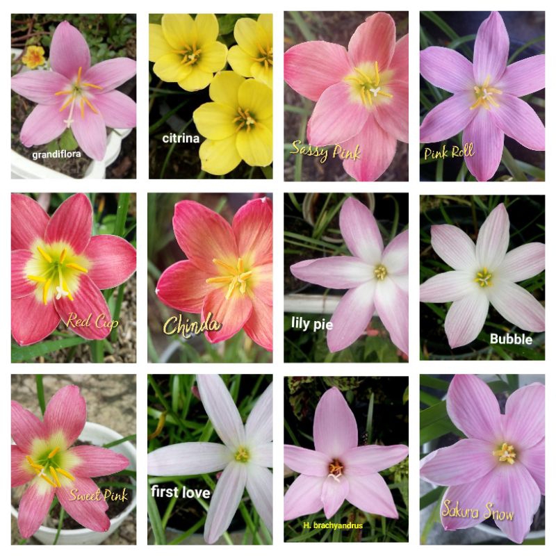 Paket Rain lily import (6 umbi)