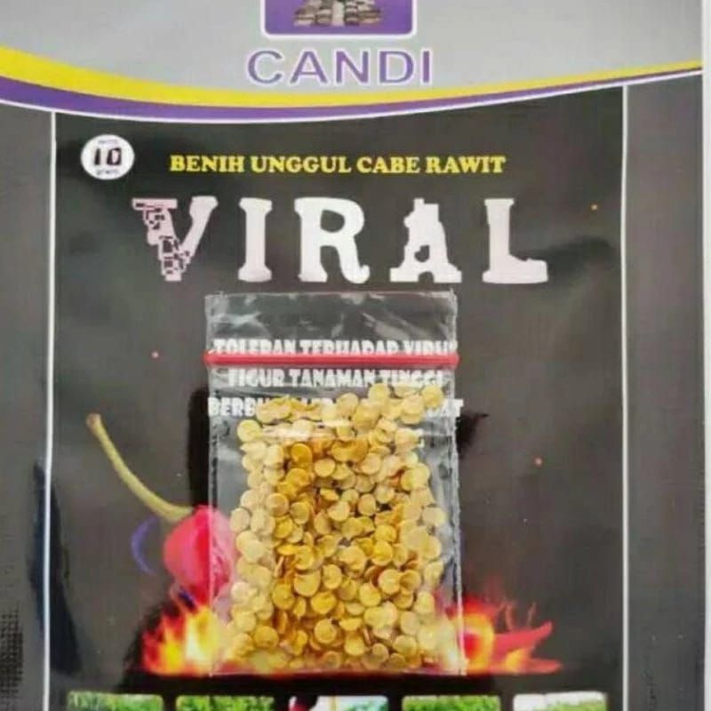 Benih Cabe Viral cabai viral 100 ( jaminan asli )