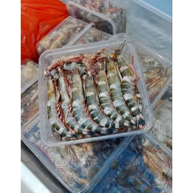

Udang Windu Udang Tiger uk. 1kg Fresh Segar Frozen