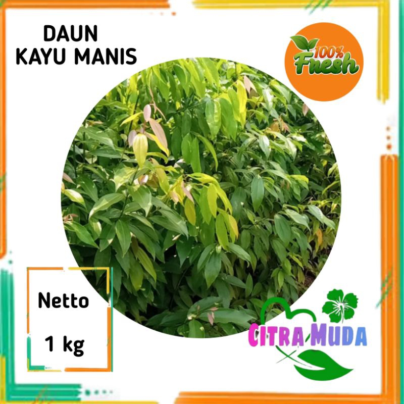 

Daun Kayu Manis Segar /1kg Alami
