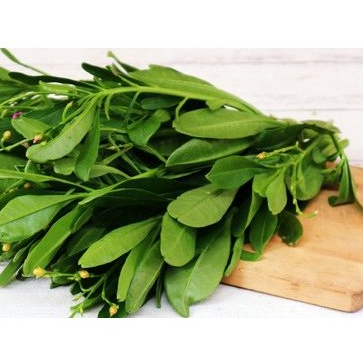 

Daun Ginseng 1 Ikat 1Kg