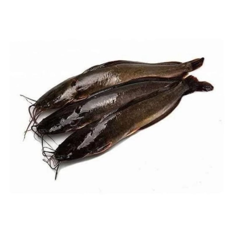 

Ikan Lele Konsumsi