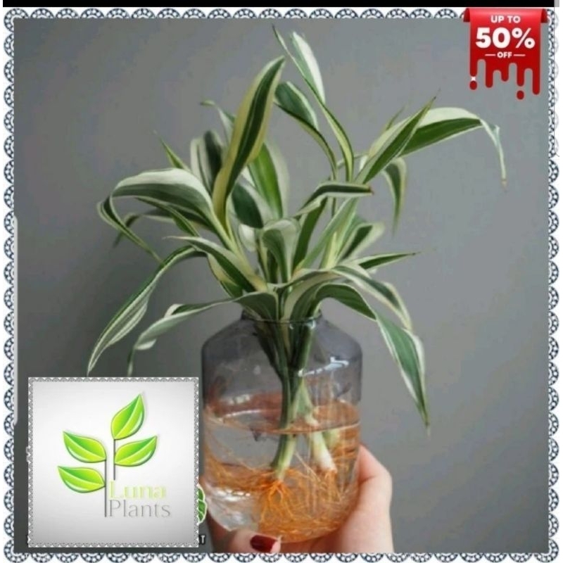 Bambu hoki varigata tanaman hidup di air / bambu hoki varigata / tanaman media air