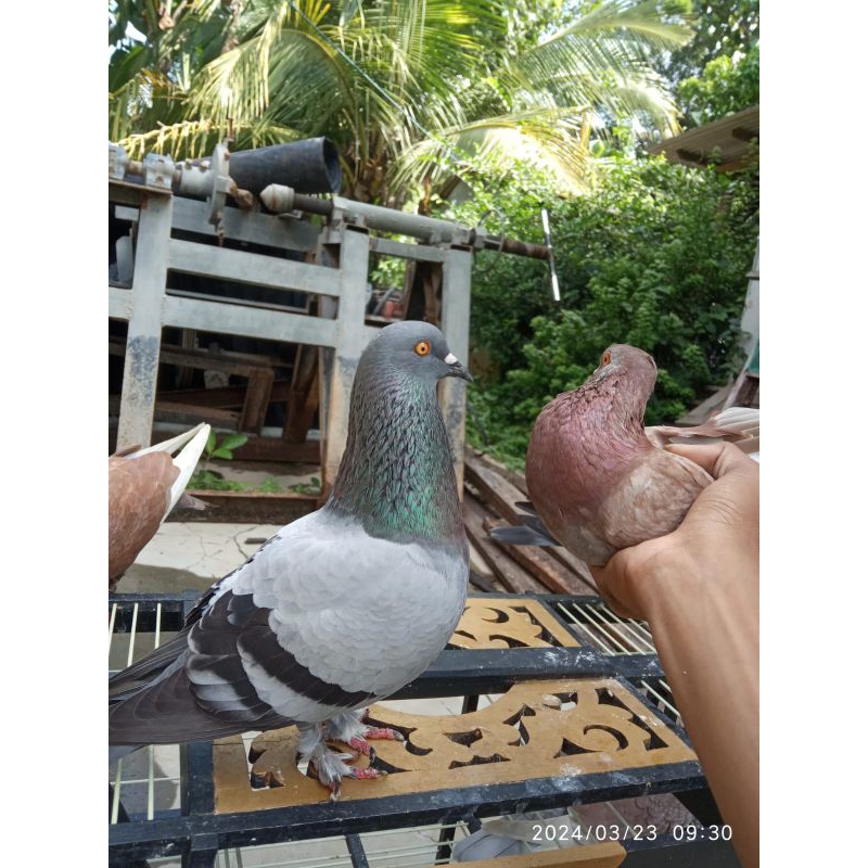 merpati trah juara