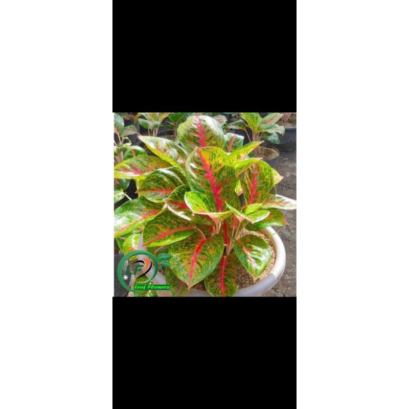 aglonema big papa dewasa - tanaman hias aglonema big papa