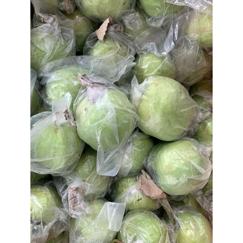 

Agen Jambu Kristal