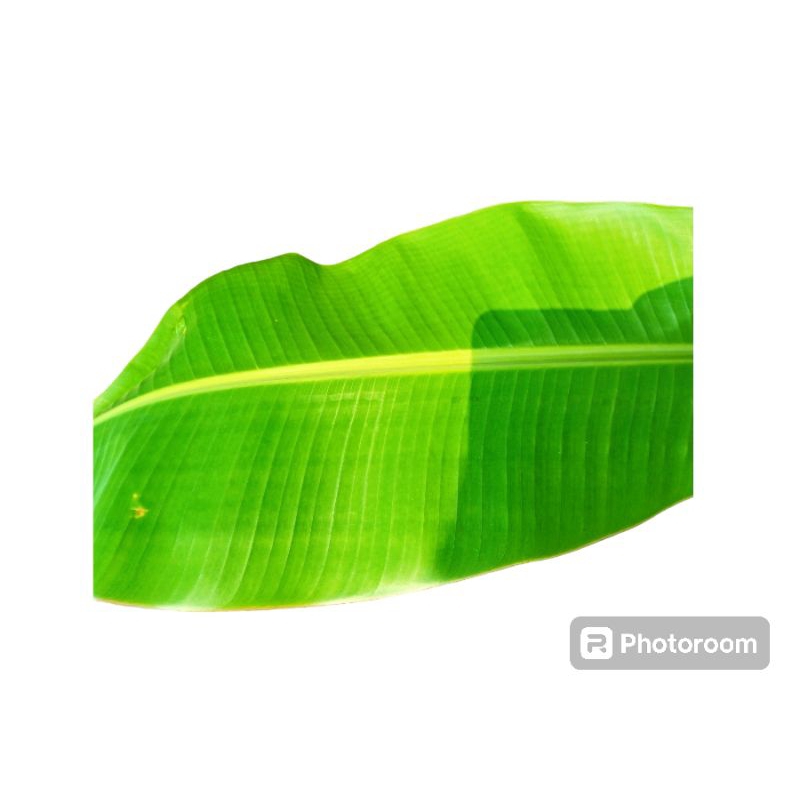 

daun pisang segar