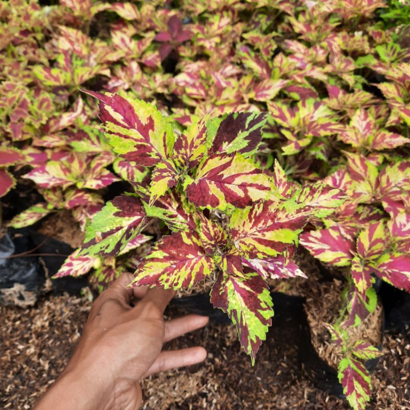 TAANAMAN HIAS MIANA BATIK / TANAMAN HIDUP MIANA