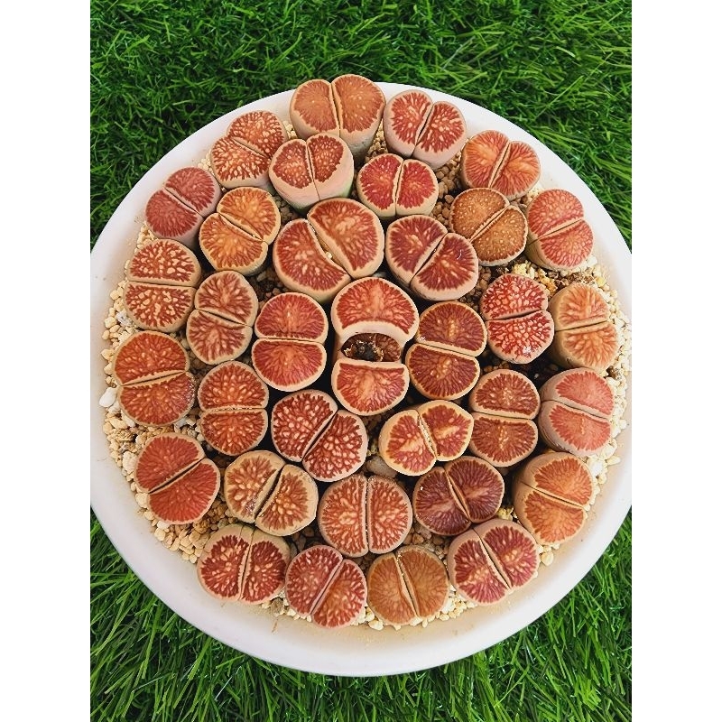 Lithops Kiku