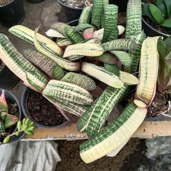 kaktus sukulen//paket gasteria batesiana varigta kuning