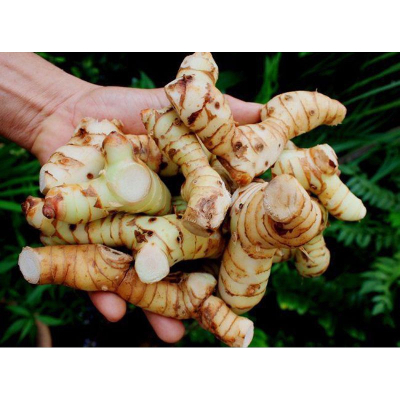 

lengkuas / laos 100 g