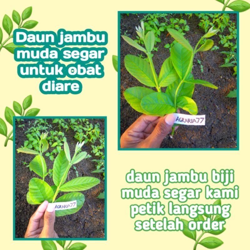 

Daun jambu muda fresh untuk obat diare 50 gram
