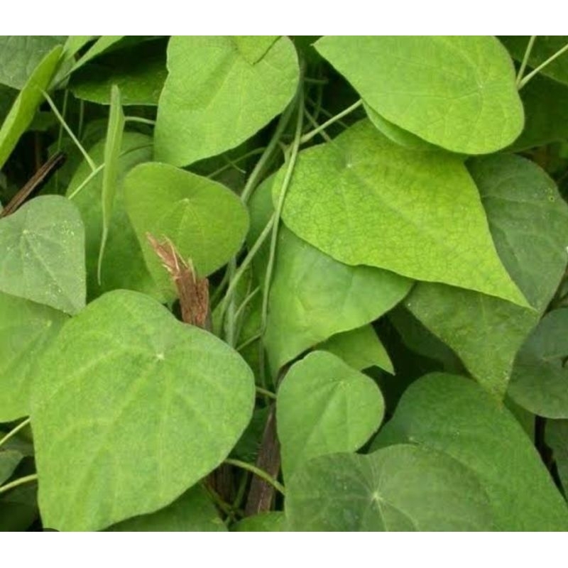 

daun cincau hijau/cincau rambat