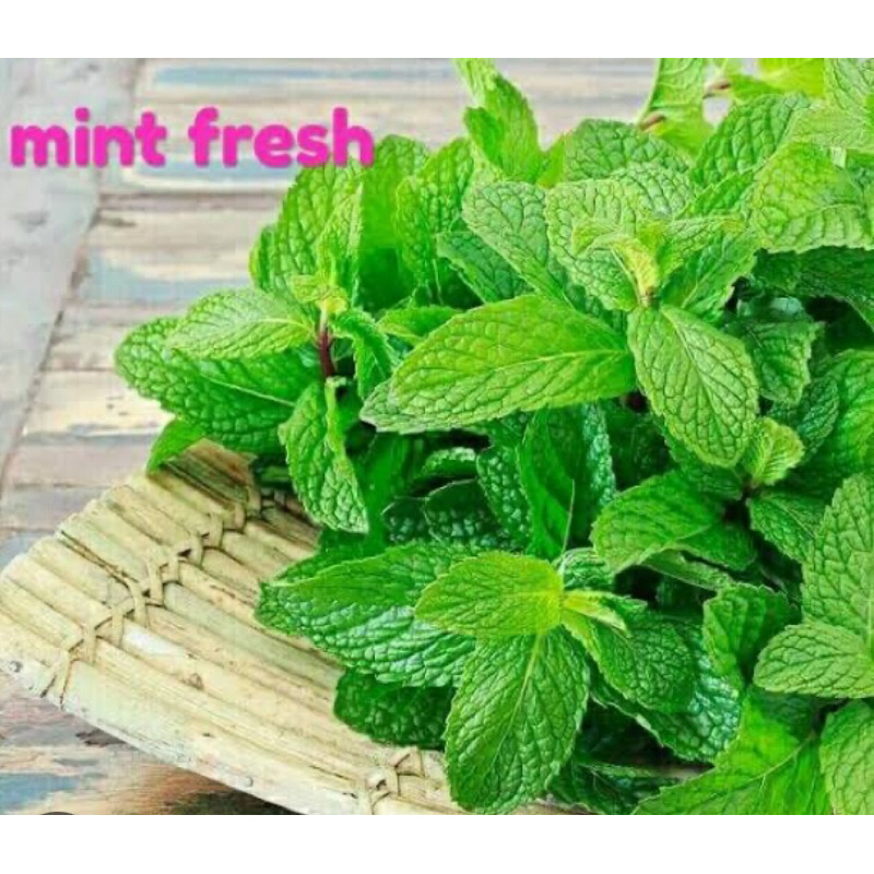 

Herbal daun mint segar 400 gram petik langsung