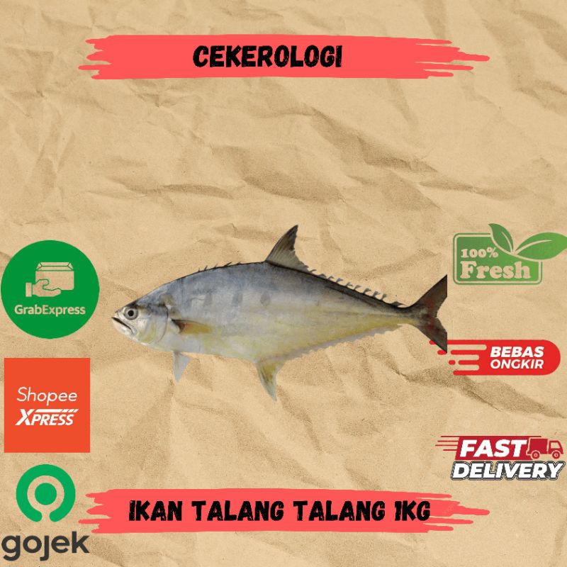 

Ikan Talang Talang 1kg / Ikan Talang Talang / Ikan Talang Talang Fresh Berkualitas / Ikan Segar / Ikan