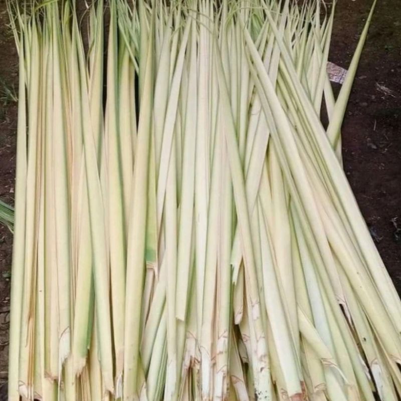 

Daun kelapa muda 1kg atou janur kuning