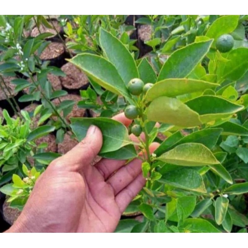 

JerukSantangMaduKondisiSedangBerbuahSiapTanam