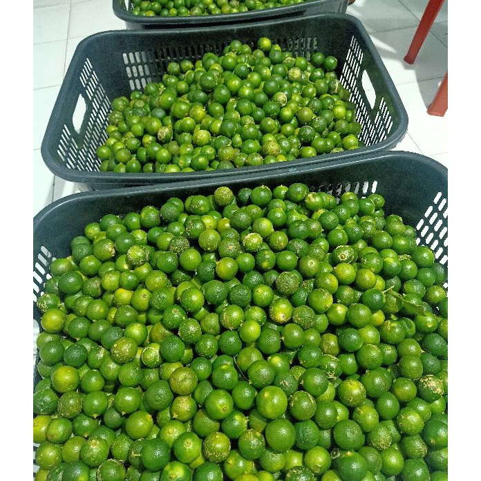 

88 1 kg Sonkit Jeruk Kasturi Kalamansi Lemon cui Jeruk Kunci