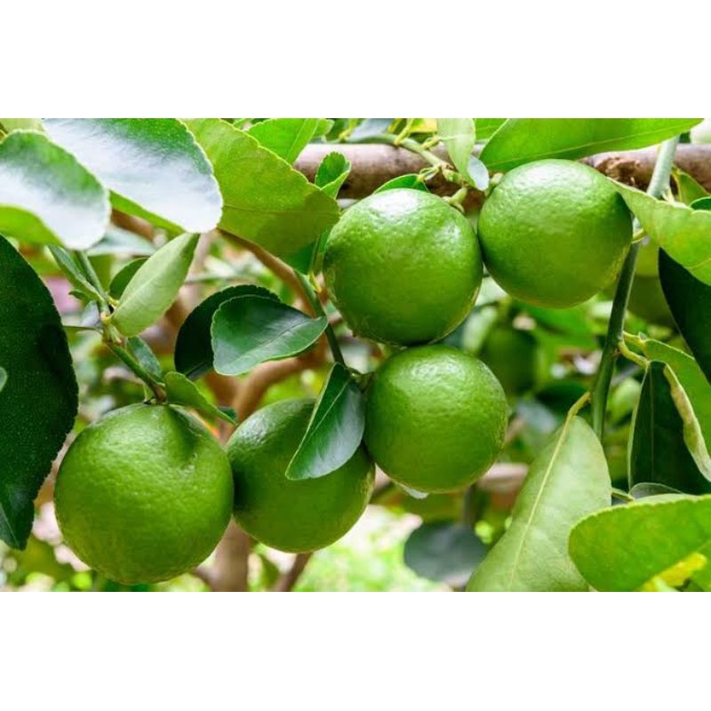 bibit jeruk nipis | jeruk wedang | jeruk nipis okulasi | jeruk nipis