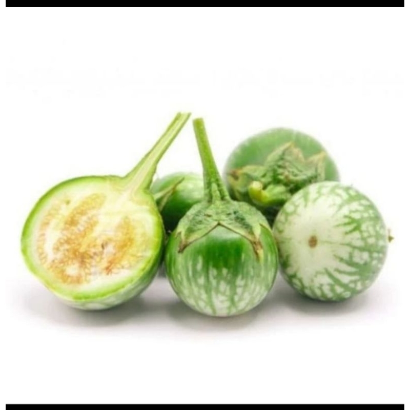 

Terong Lalap Hijau Fresh