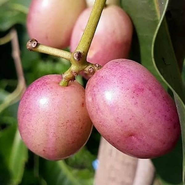 BIBIT TANAMAN BUAH JUWET PUTIH JAMBLANG PUTIH DUWET PUTIH SUPER