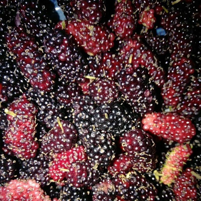 Buah Besaran Murbei segar