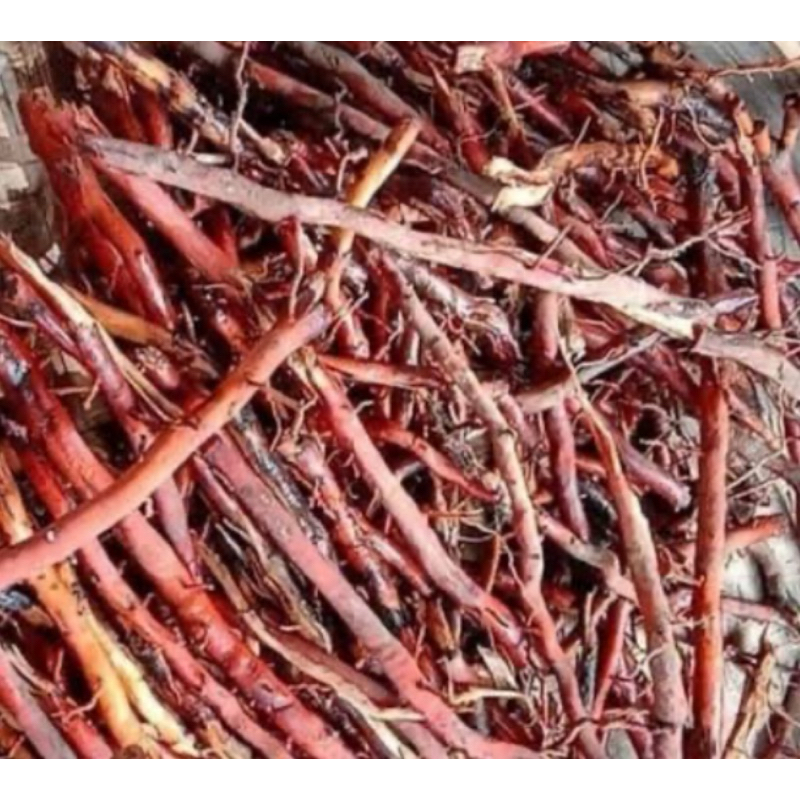 

Akar pohon kelapa gading kuning segar 1 kg fresh-az