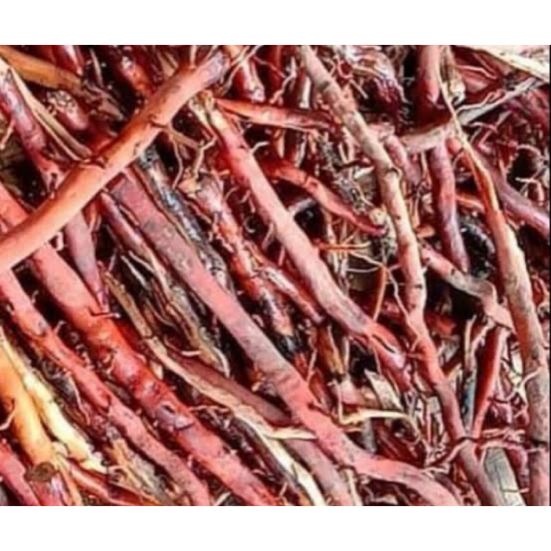 

Akar pohon kelapa gading kuning segar 500 gram-az