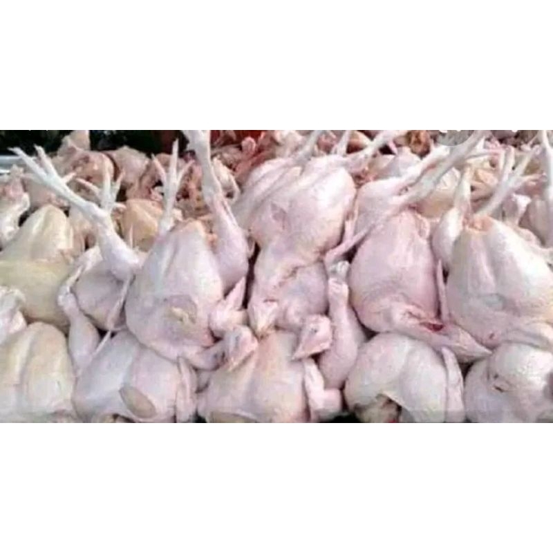 

ayam boiler fresh 06-07