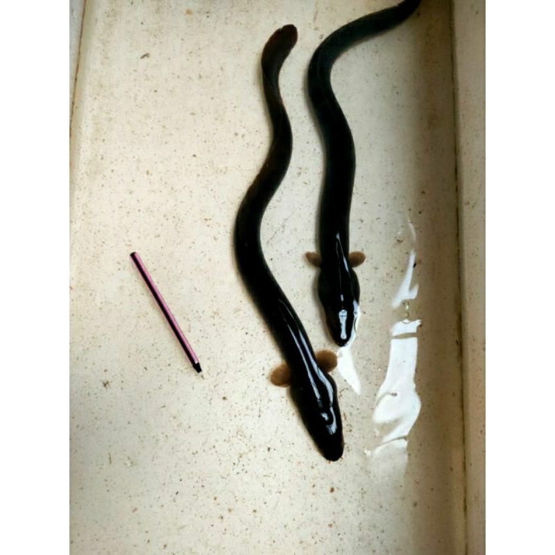 ikan sidat budidaya/ unagi  konsumsi 150 - 200 gr / ekor , hiasan aquariume