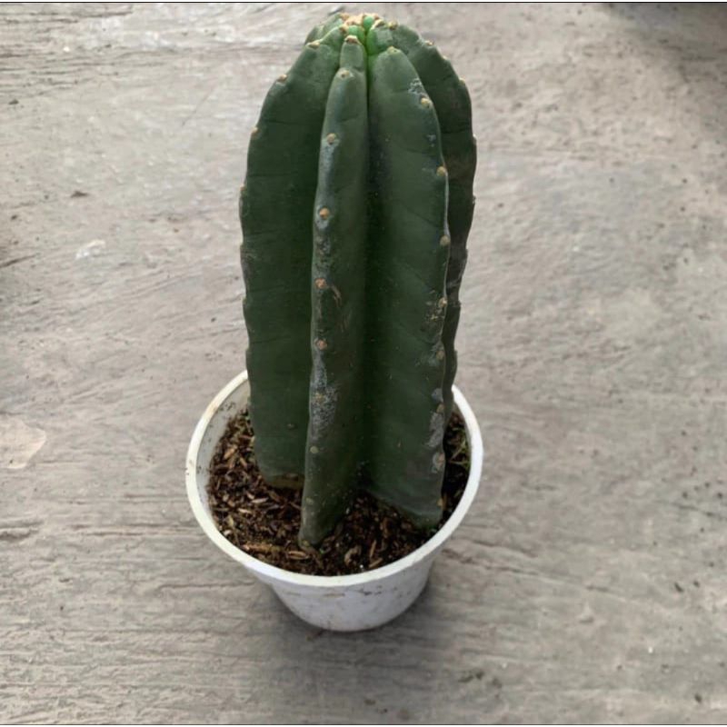 Kaktus koboi berakar