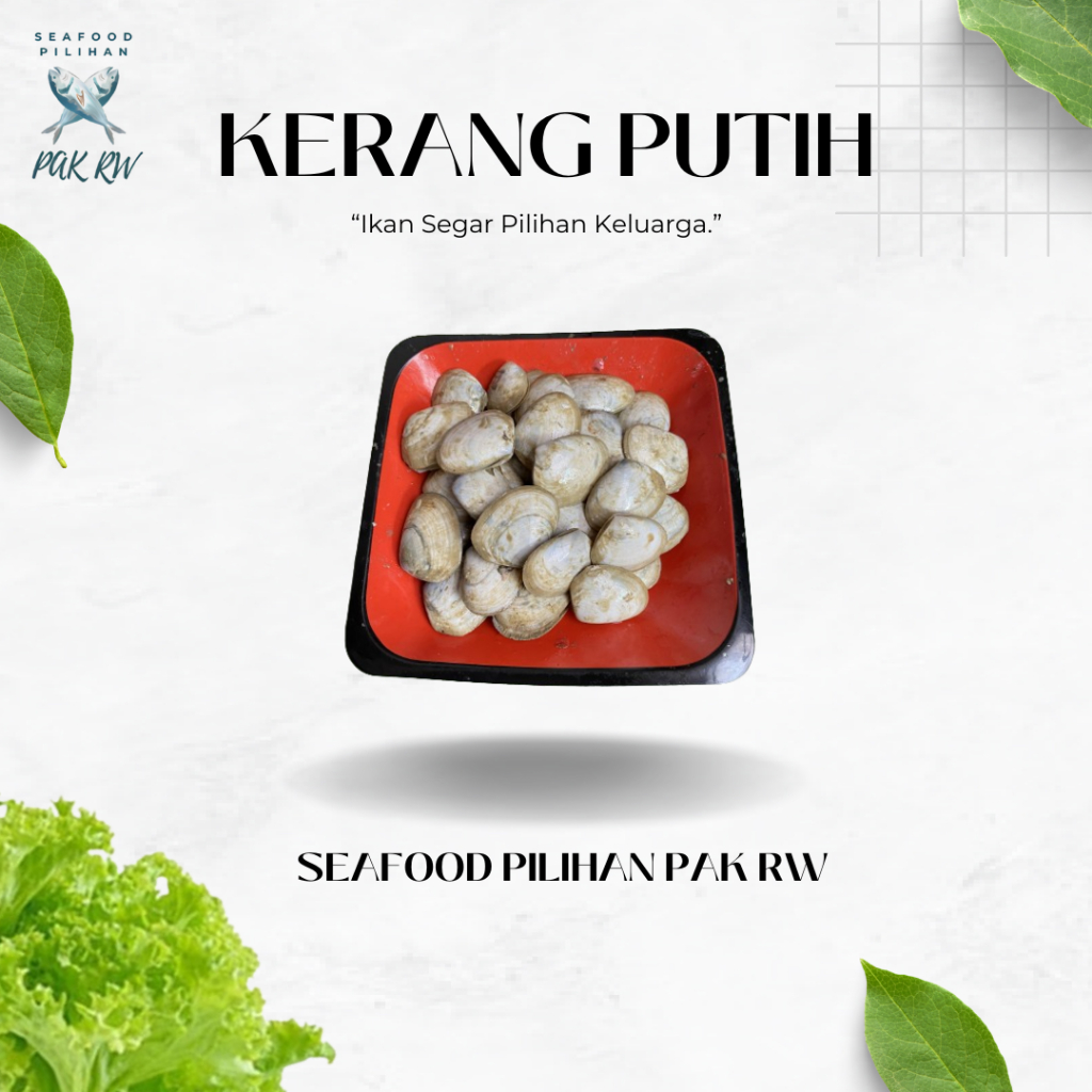 

Kerang Putih