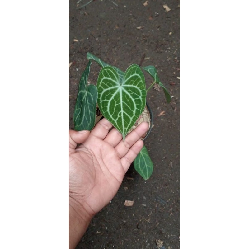 anthurium king clarinervium / tarantula